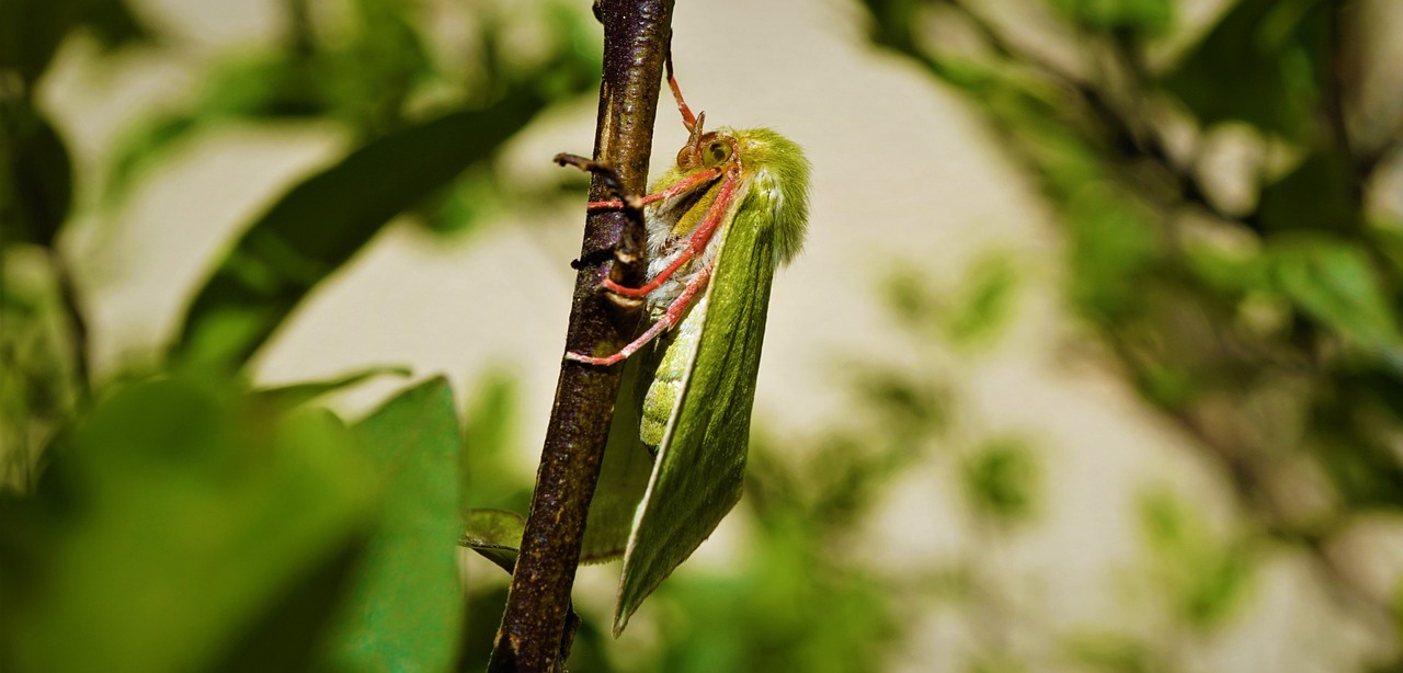 Biodiversity on the Edge: What Can We Do to Protect It?